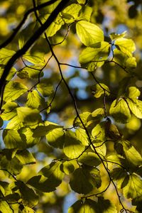 Preview wallpaper tree, leaves, twig, macro
