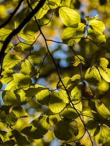 Preview wallpaper tree, leaves, twig, macro