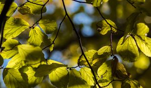 Preview wallpaper tree, leaves, twig, macro