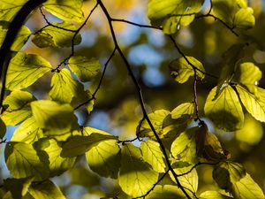 Preview wallpaper tree, leaves, twig, macro