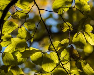 Preview wallpaper tree, leaves, twig, macro