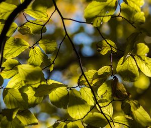 Preview wallpaper tree, leaves, twig, macro