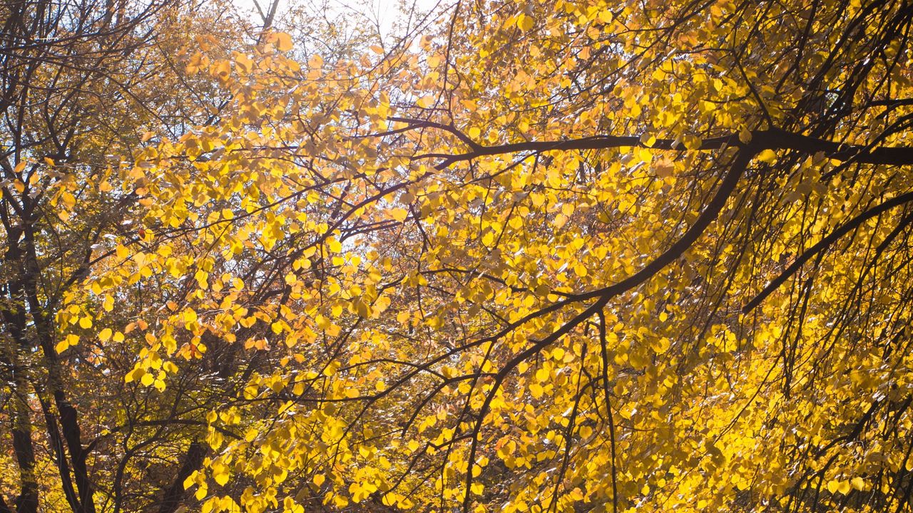 Wallpaper tree, leaves, twigs, yellow, autumn