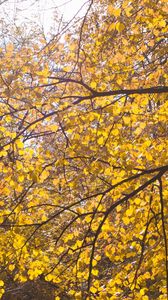 Preview wallpaper tree, leaves, twigs, yellow, autumn