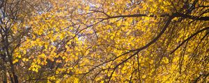 Preview wallpaper tree, leaves, twigs, yellow, autumn