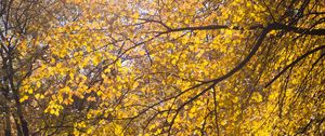 Preview wallpaper tree, leaves, twigs, yellow, autumn