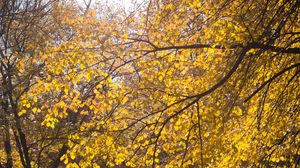 Preview wallpaper tree, leaves, twigs, yellow, autumn