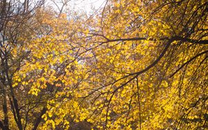 Preview wallpaper tree, leaves, twigs, yellow, autumn