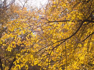 Preview wallpaper tree, leaves, twigs, yellow, autumn