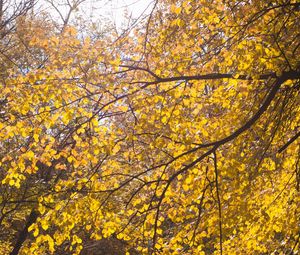 Preview wallpaper tree, leaves, twigs, yellow, autumn