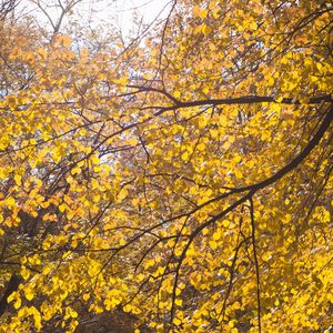 Preview wallpaper tree, leaves, twigs, yellow, autumn