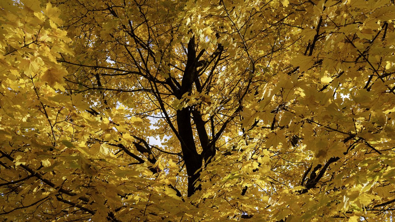 Wallpaper tree, leaves, yellow, autumn