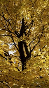 Preview wallpaper tree, leaves, yellow, autumn