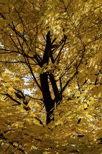 Preview wallpaper tree, leaves, yellow, autumn