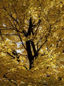 Preview wallpaper tree, leaves, yellow, autumn