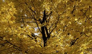 Preview wallpaper tree, leaves, yellow, autumn