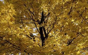 Preview wallpaper tree, leaves, yellow, autumn