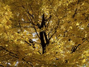 Preview wallpaper tree, leaves, yellow, autumn