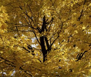 Preview wallpaper tree, leaves, yellow, autumn