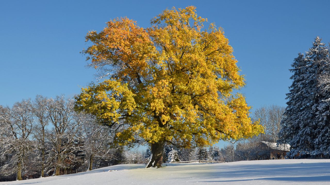Wallpaper tree, leaves, yellow, winter, cover, snow