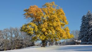 Preview wallpaper tree, leaves, yellow, winter, cover, snow