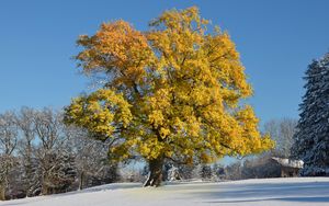 Preview wallpaper tree, leaves, yellow, winter, cover, snow