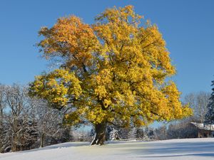 Preview wallpaper tree, leaves, yellow, winter, cover, snow