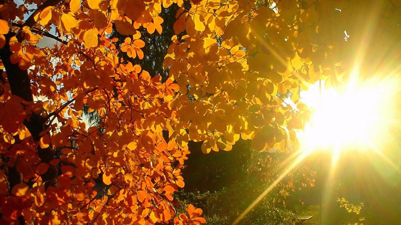 Wallpaper tree, leaves, yellow, autumn, sun, beams, light, patches light