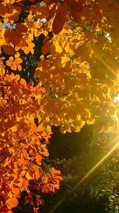 Preview wallpaper tree, leaves, yellow, autumn, sun, beams, light, patches light