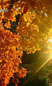 Preview wallpaper tree, leaves, yellow, autumn, sun, beams, light, patches light