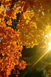 Preview wallpaper tree, leaves, yellow, autumn, sun, beams, light, patches light