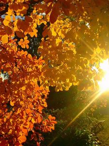 Preview wallpaper tree, leaves, yellow, autumn, sun, beams, light, patches light