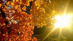 Preview wallpaper tree, leaves, yellow, autumn, sun, beams, light, patches light