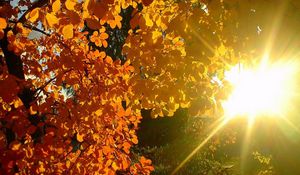 Preview wallpaper tree, leaves, yellow, autumn, sun, beams, light, patches light