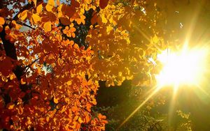 Preview wallpaper tree, leaves, yellow, autumn, sun, beams, light, patches light