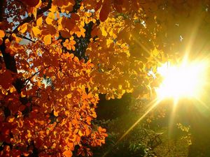 Preview wallpaper tree, leaves, yellow, autumn, sun, beams, light, patches light