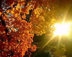 Preview wallpaper tree, leaves, yellow, autumn, sun, beams, light, patches light