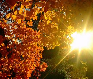 Preview wallpaper tree, leaves, yellow, autumn, sun, beams, light, patches light