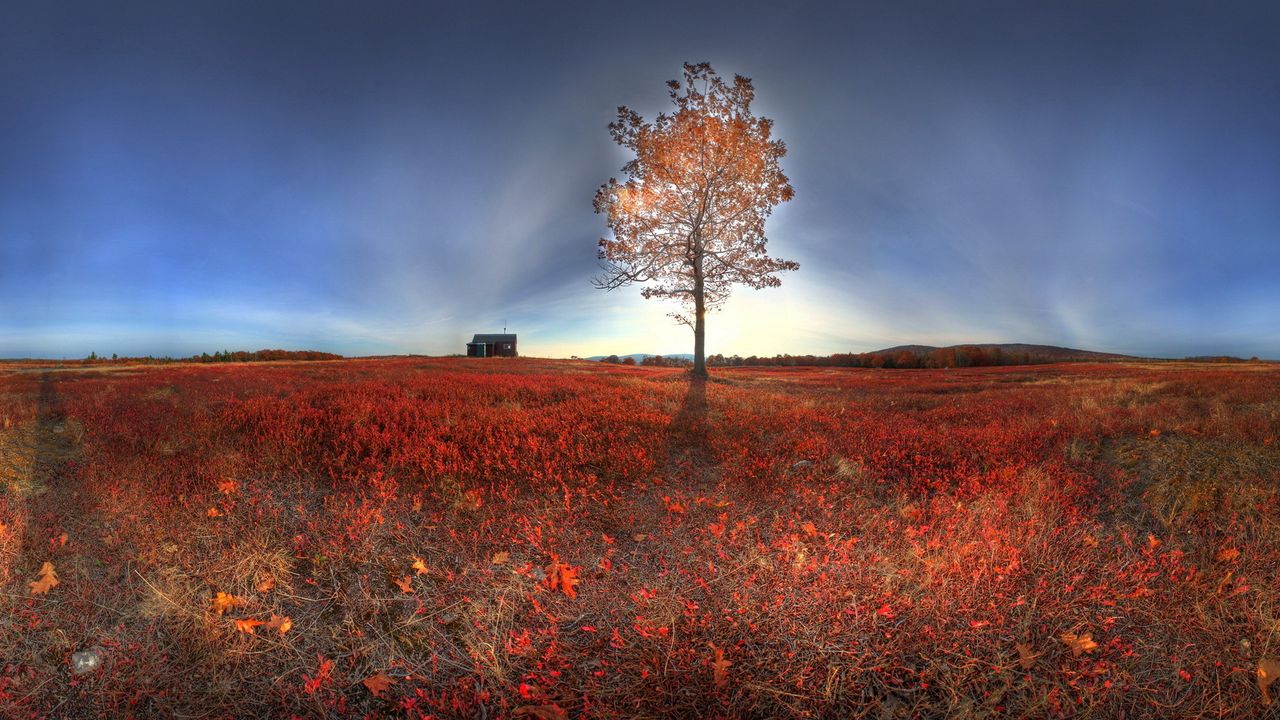 Wallpaper tree, light, autumn, landscape