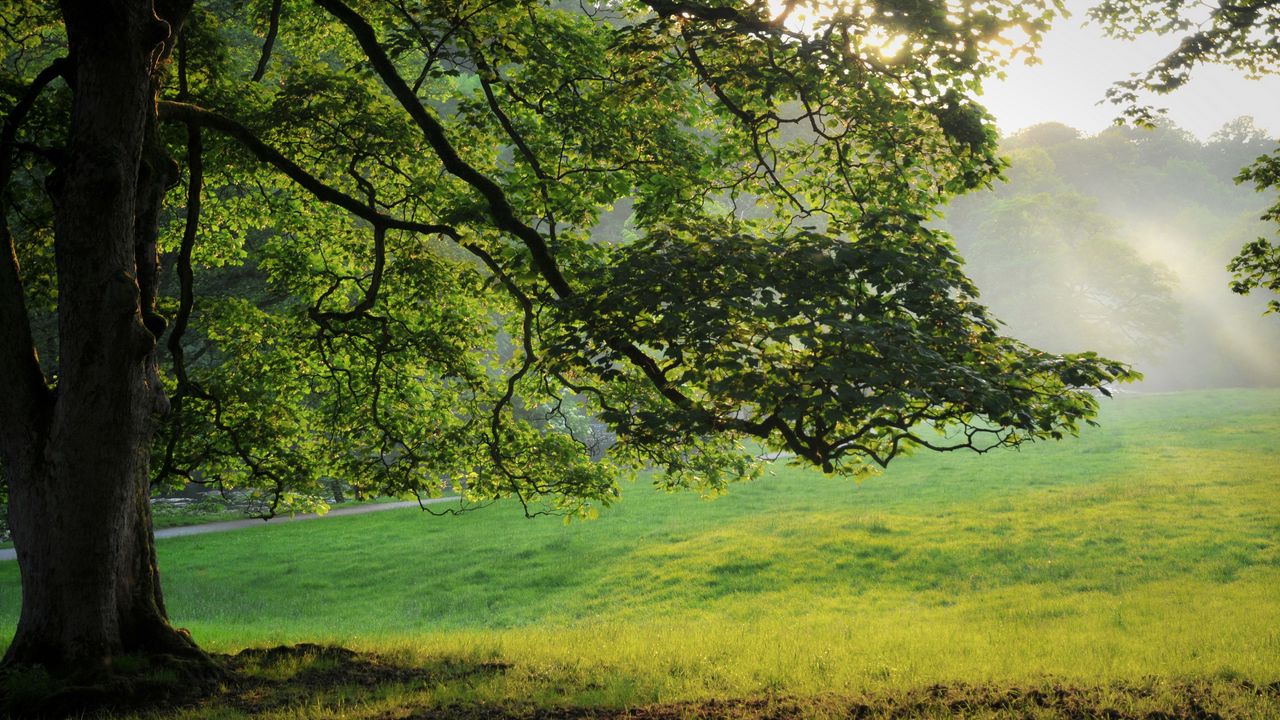 Wallpaper tree, light, beams, summer, grass, meadow, morning, dawn, branches, krone