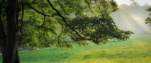 Preview wallpaper tree, light, beams, summer, grass, meadow, morning, dawn, branches, krone