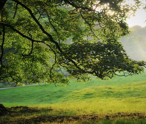 Preview wallpaper tree, light, beams, summer, grass, meadow, morning, dawn, branches, krone