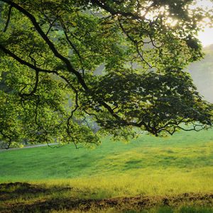 Preview wallpaper tree, light, beams, summer, grass, meadow, morning, dawn, branches, krone