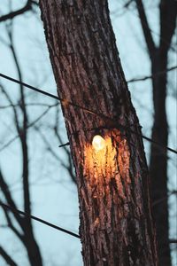 Preview wallpaper tree, light bulb, light, glow, lighting