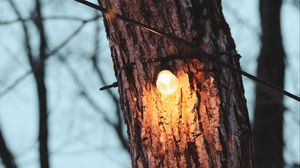 Preview wallpaper tree, light bulb, light, glow, lighting