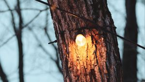 Preview wallpaper tree, light bulb, light, glow, lighting