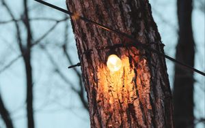 Preview wallpaper tree, light bulb, light, glow, lighting