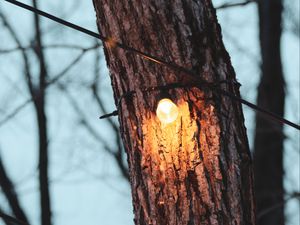 Preview wallpaper tree, light bulb, light, glow, lighting