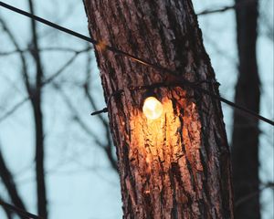 Preview wallpaper tree, light bulb, light, glow, lighting