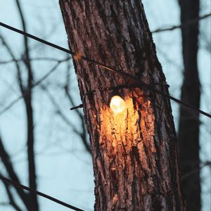 Preview wallpaper tree, light bulb, light, glow, lighting